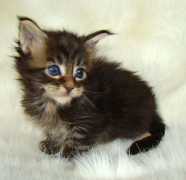     Catsvill County!   !    !       !!!    Catsvill County +7-926-544-74-09     .   ,   ,   ,    ,   ,  ,     ,   -,    ,   !
